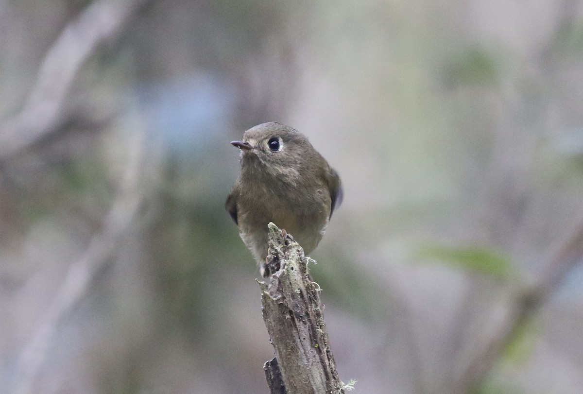 Ruby-crowned Kinglet - ML643008379