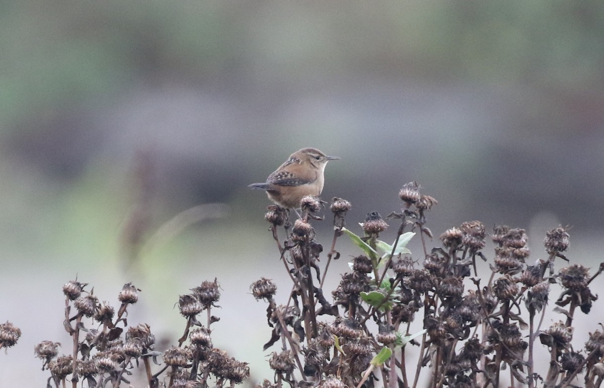 Marsh Wren - ML643008381
