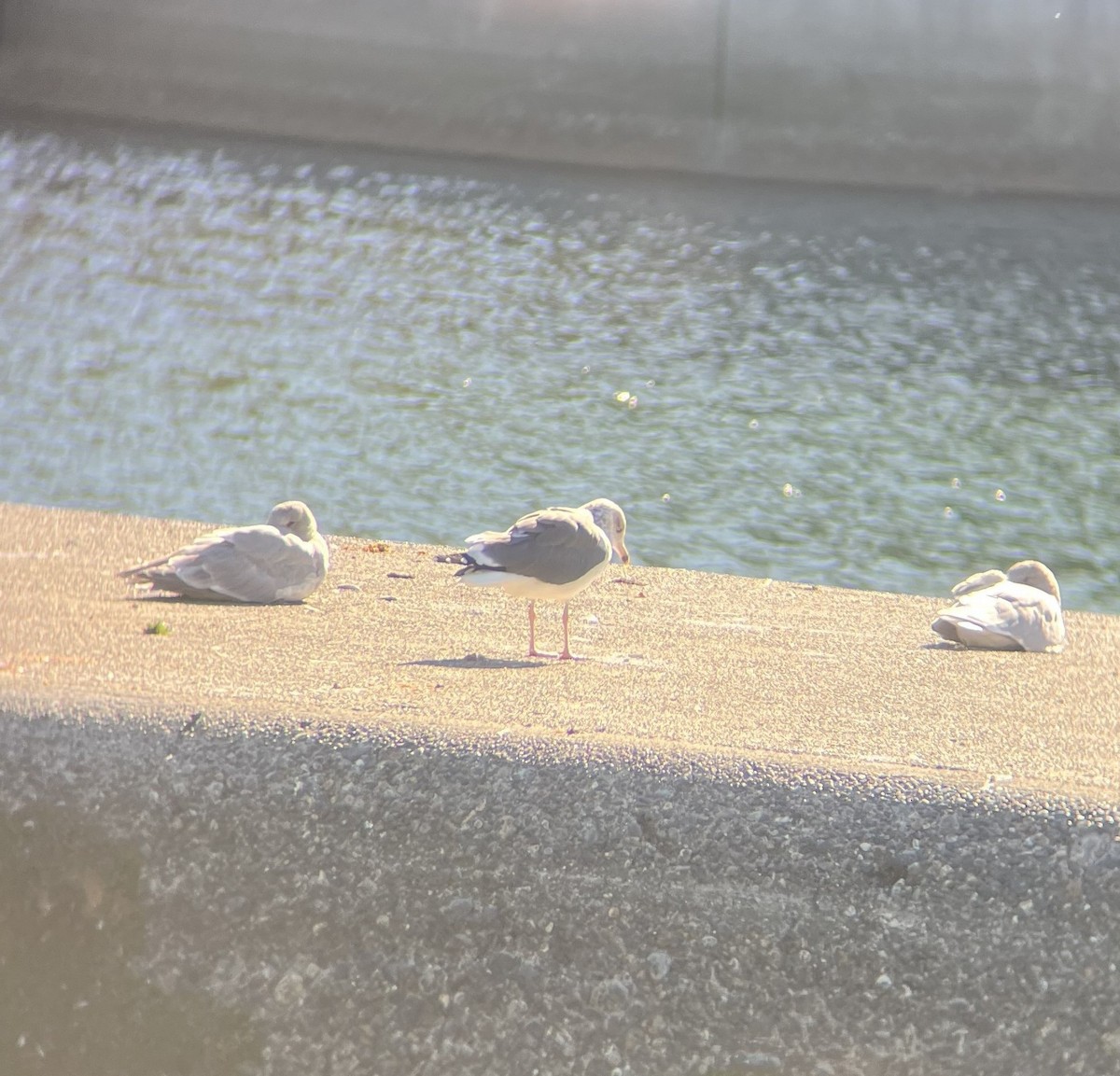 Бэсрэг цахлай - ML643008384