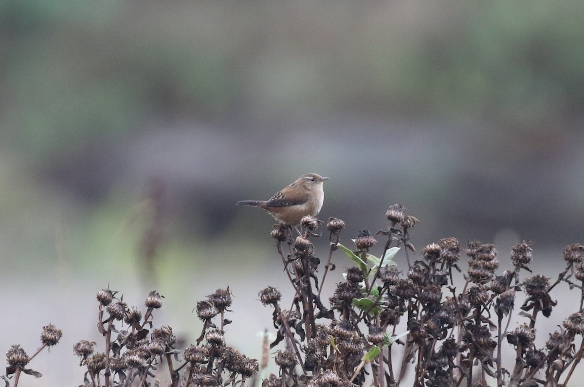 Marsh Wren - ML643008385