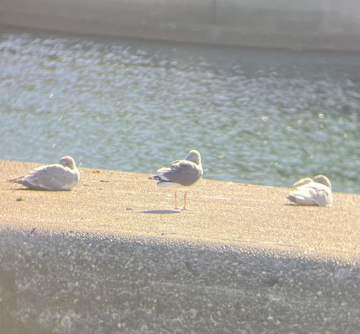 Бэсрэг цахлай - ML643008394