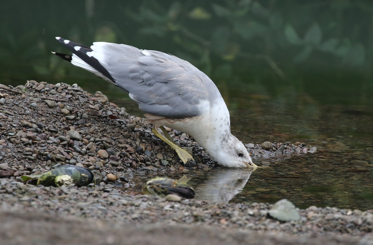 California Gull - ML643008407