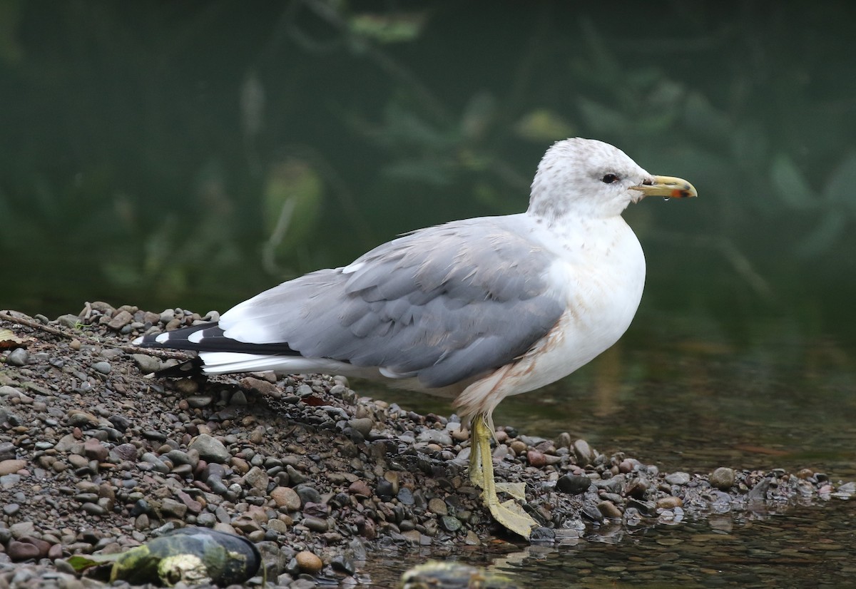 California Gull - ML643008409