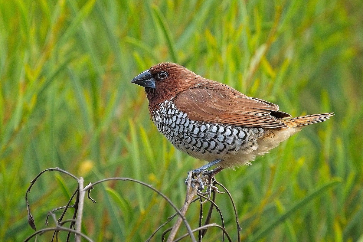 Scaly-breasted Munia - ML643008426
