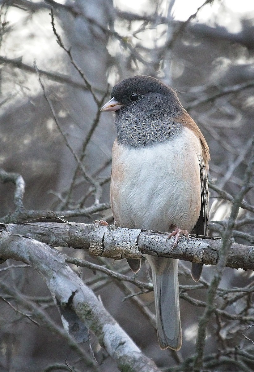 Dark-eyed Junco - ML643008446