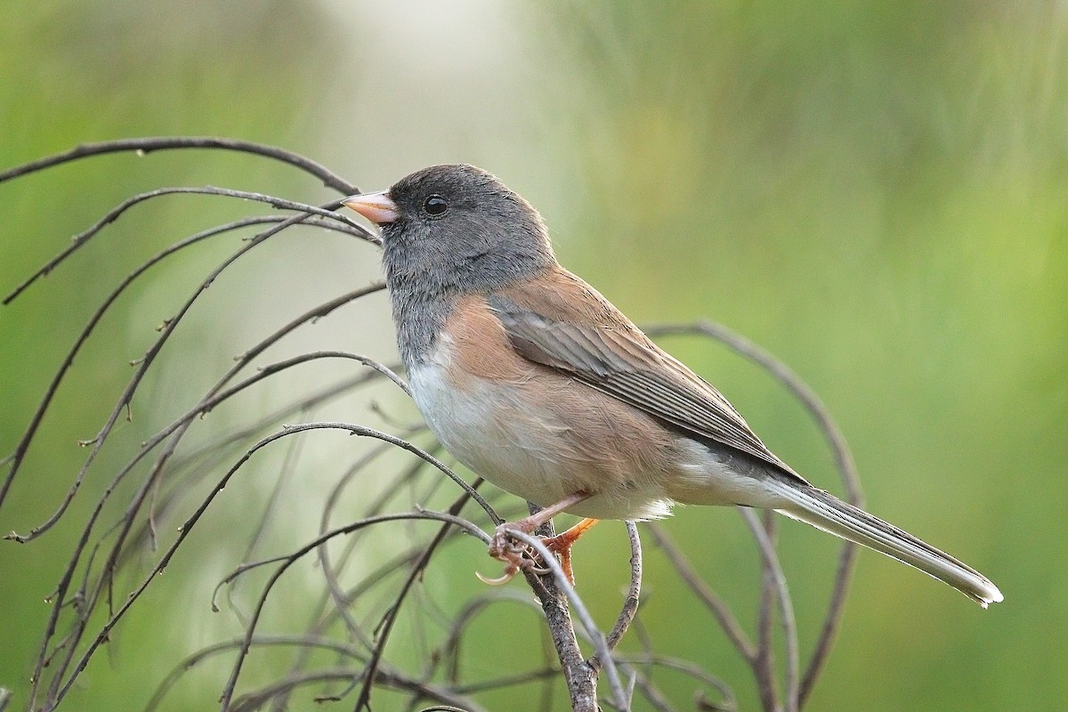 Dark-eyed Junco - ML643008448