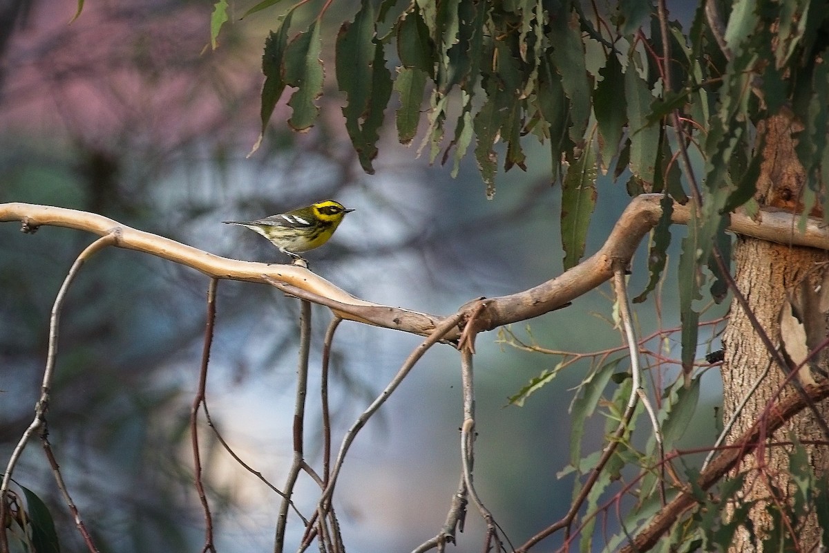 Townsend's Warbler - ML643008466