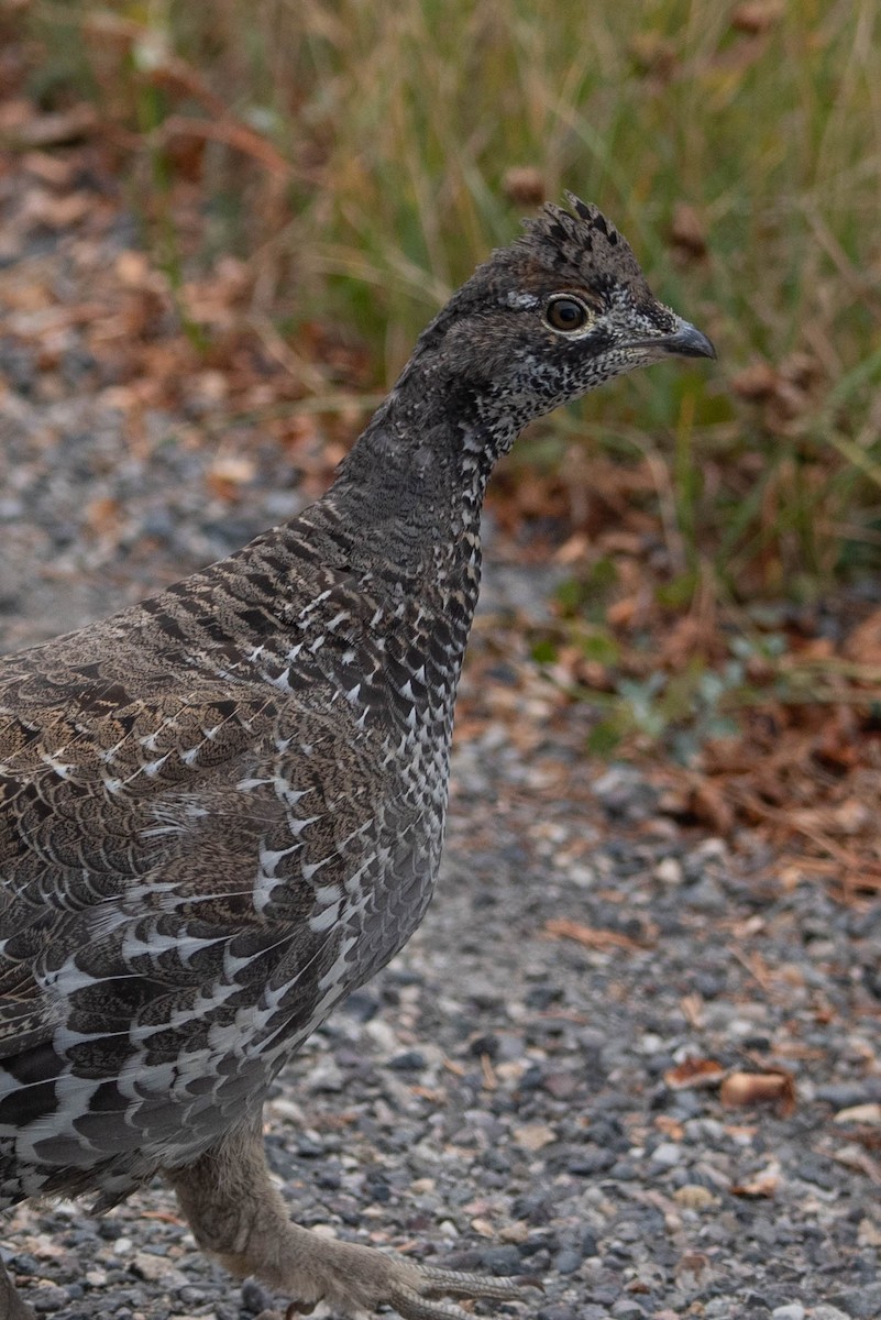 Dusky Grouse - ML643008491