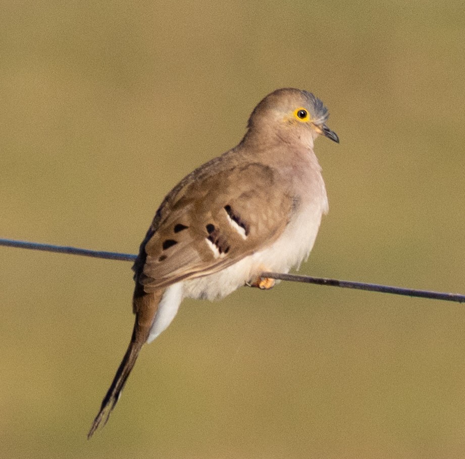 Long-tailed Ground Dove - ML643008499