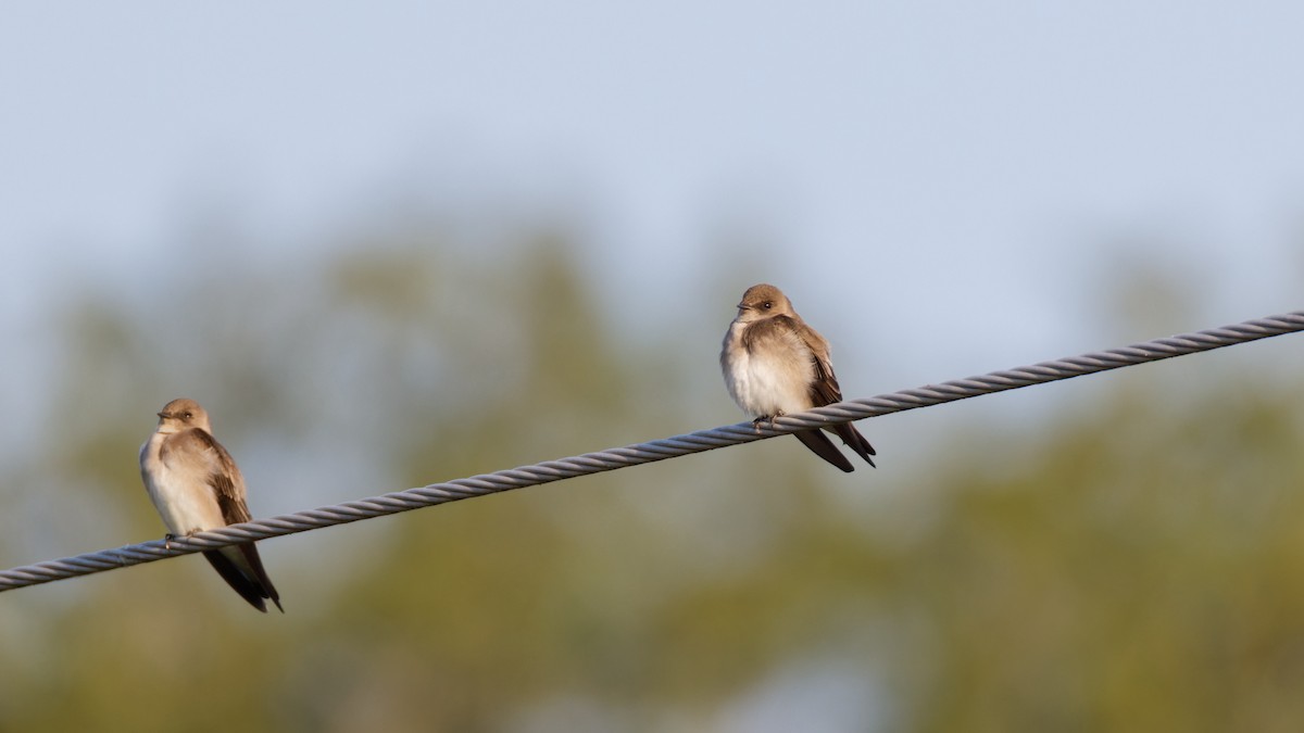 Northern Rough-winged Swallow - ML643008500