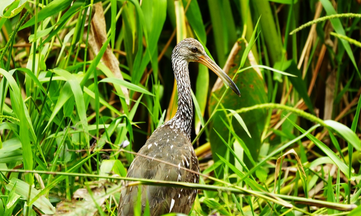 Limpkin - ML643008513