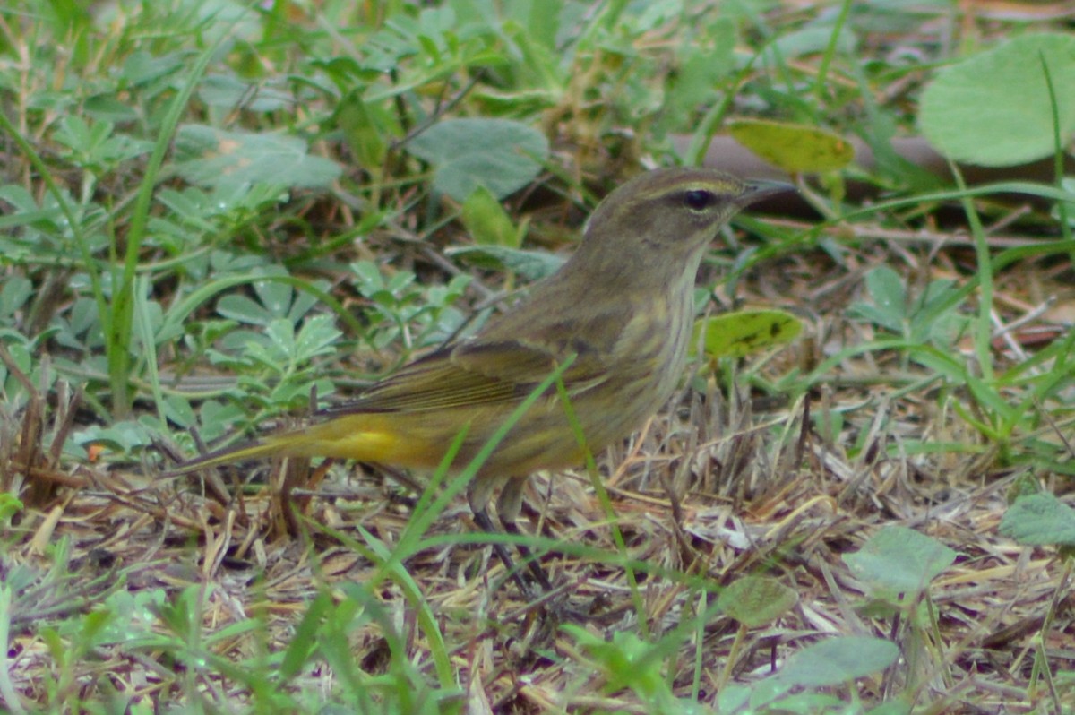 Palm Warbler - ML643008532