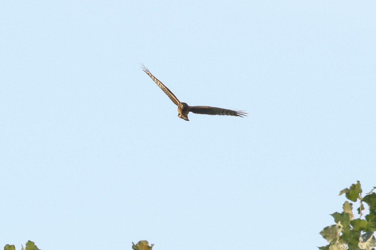 Northern Harrier - ML643008588