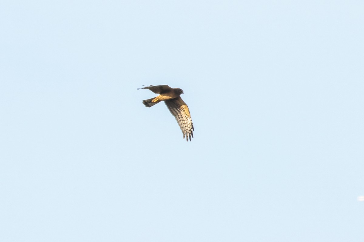 Northern Harrier - ML643008590