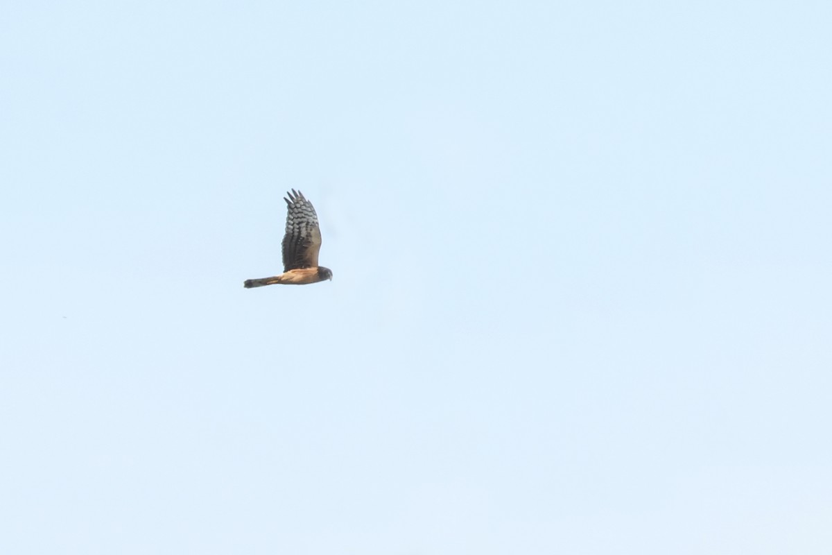 Northern Harrier - ML643008591