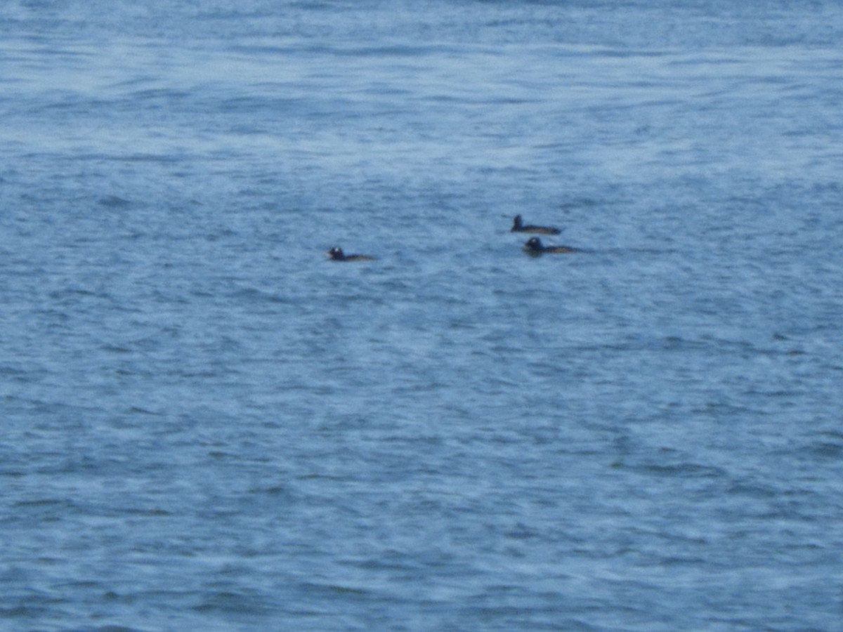 White-winged Scoter - ML643008628