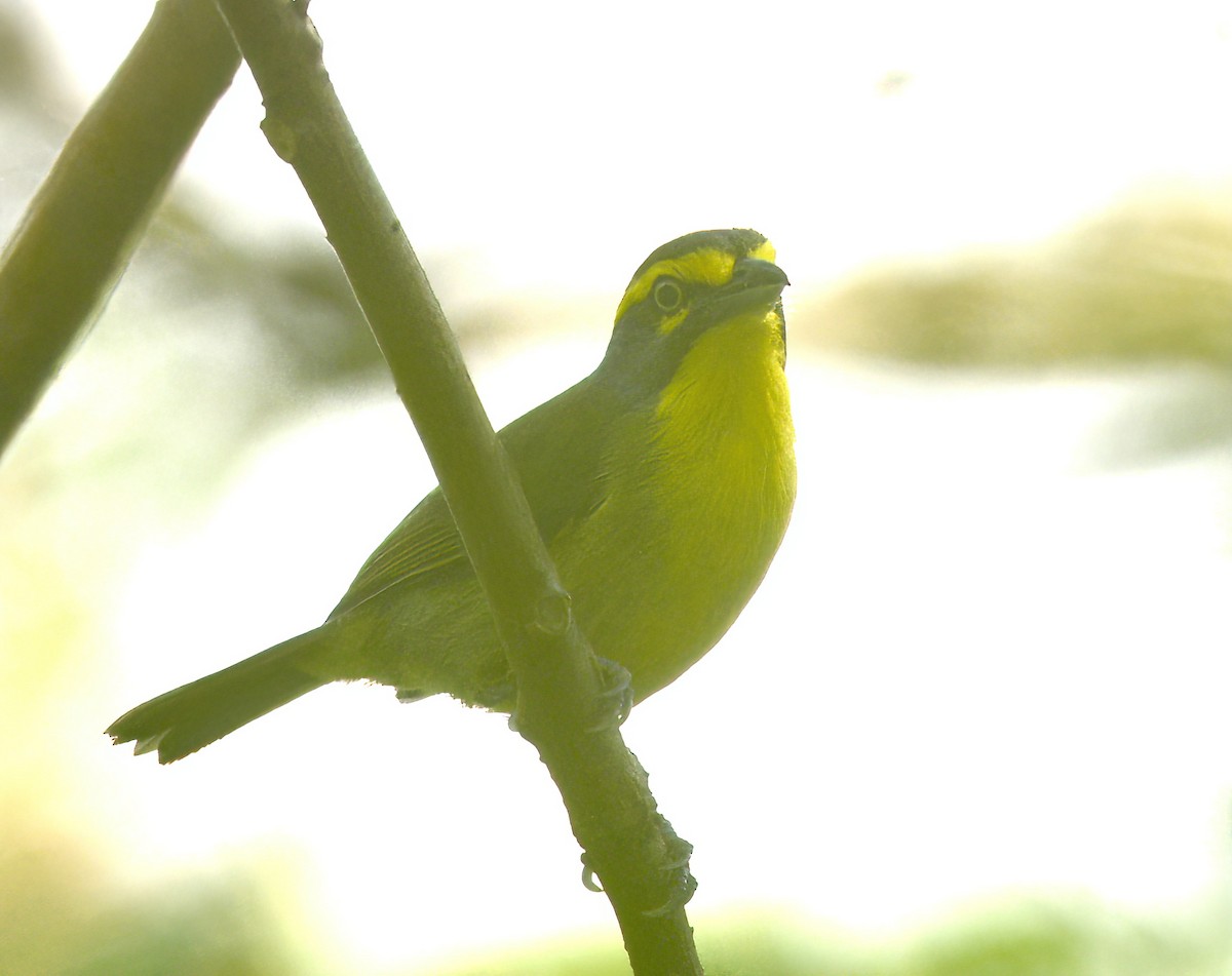 Slaty-capped Shrike-Vireo - ML643008638
