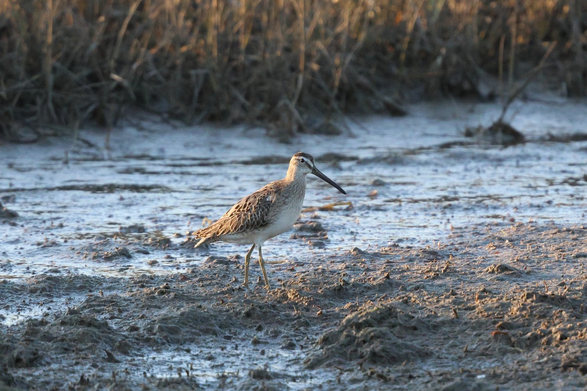 Short-billed Dowitcher - ML643008640