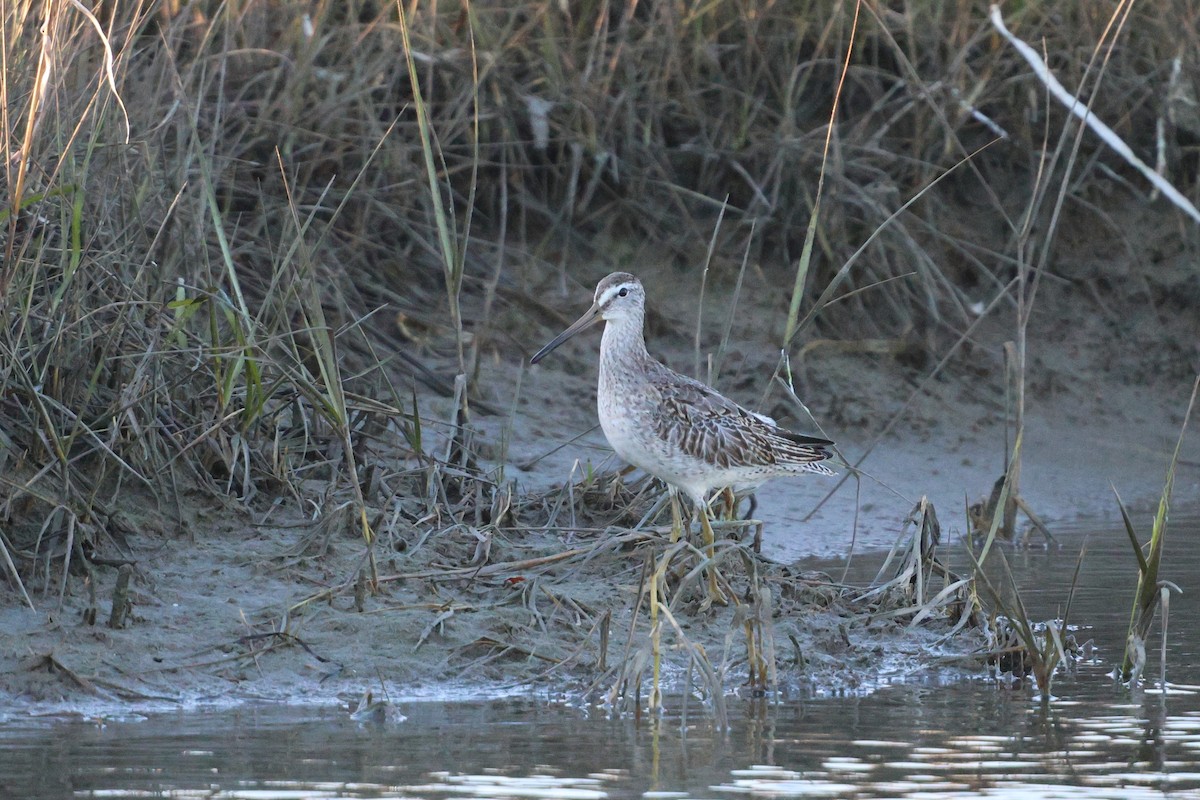 Short-billed Dowitcher - ML643008641