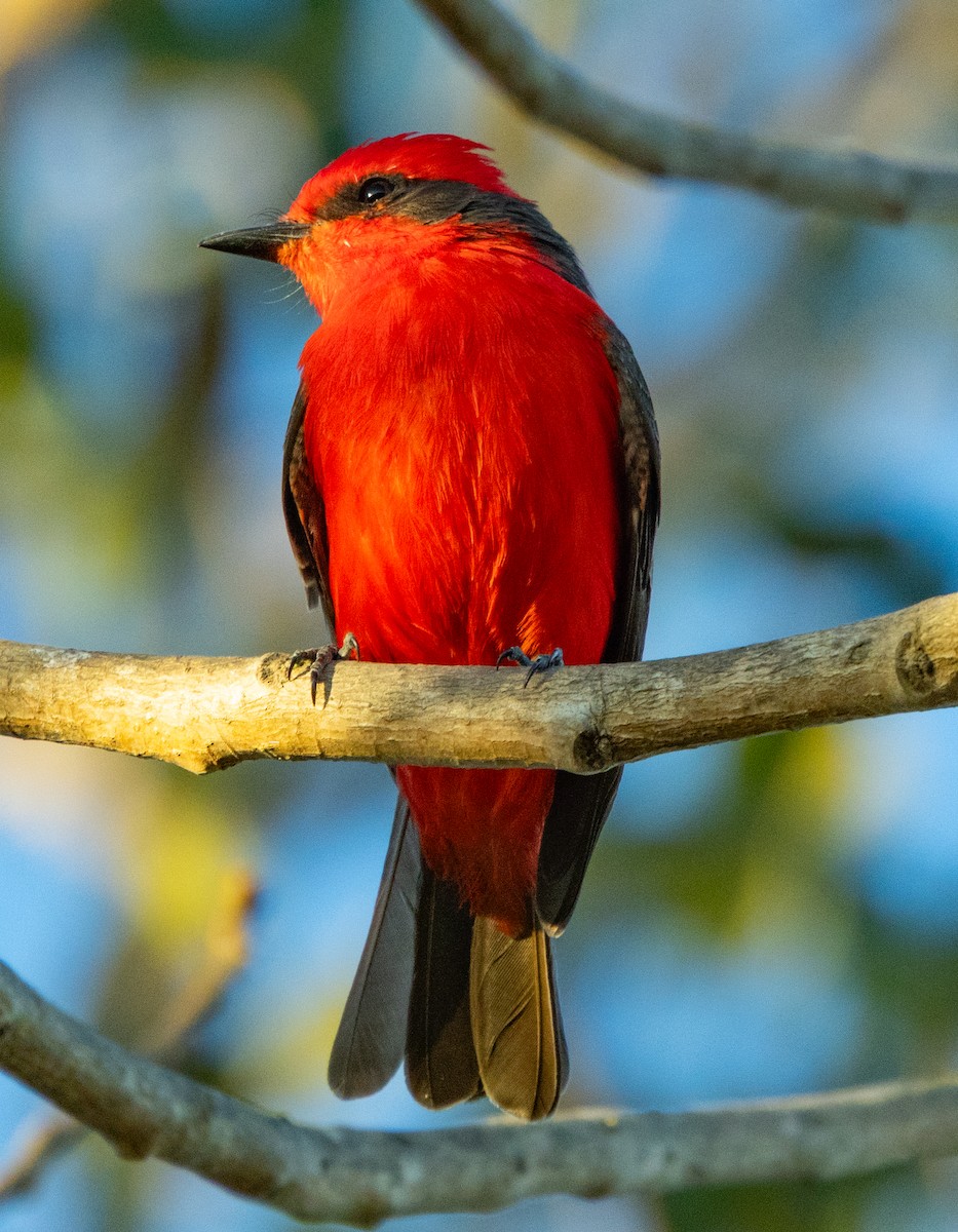 Vermilion Flycatcher - ML643008672