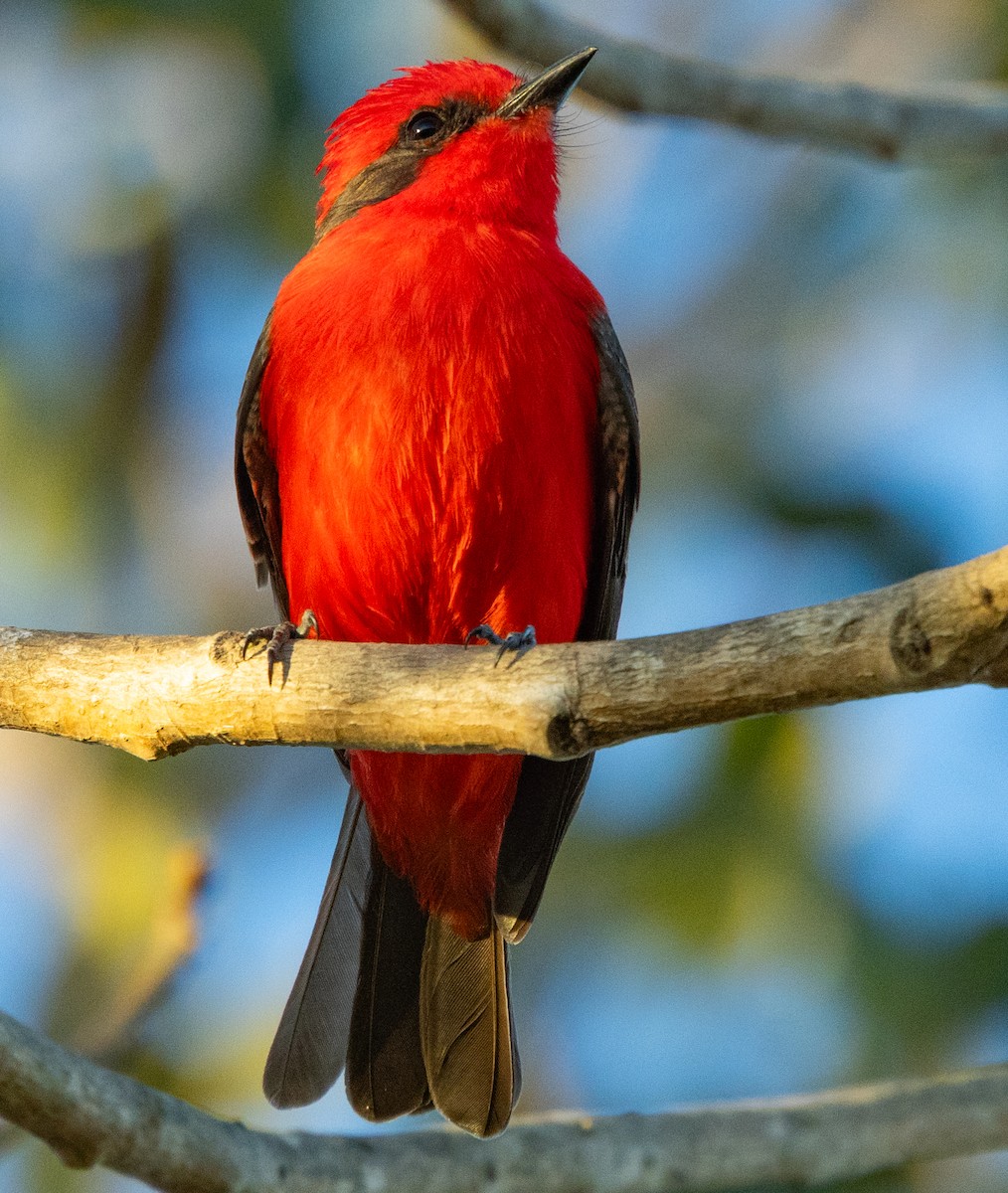 Vermilion Flycatcher - ML643008685