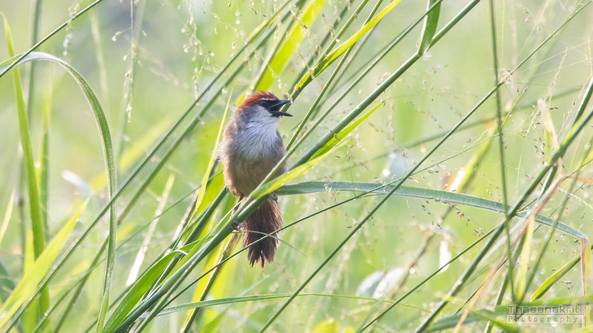Chestnut-capped Babbler - ML643008697