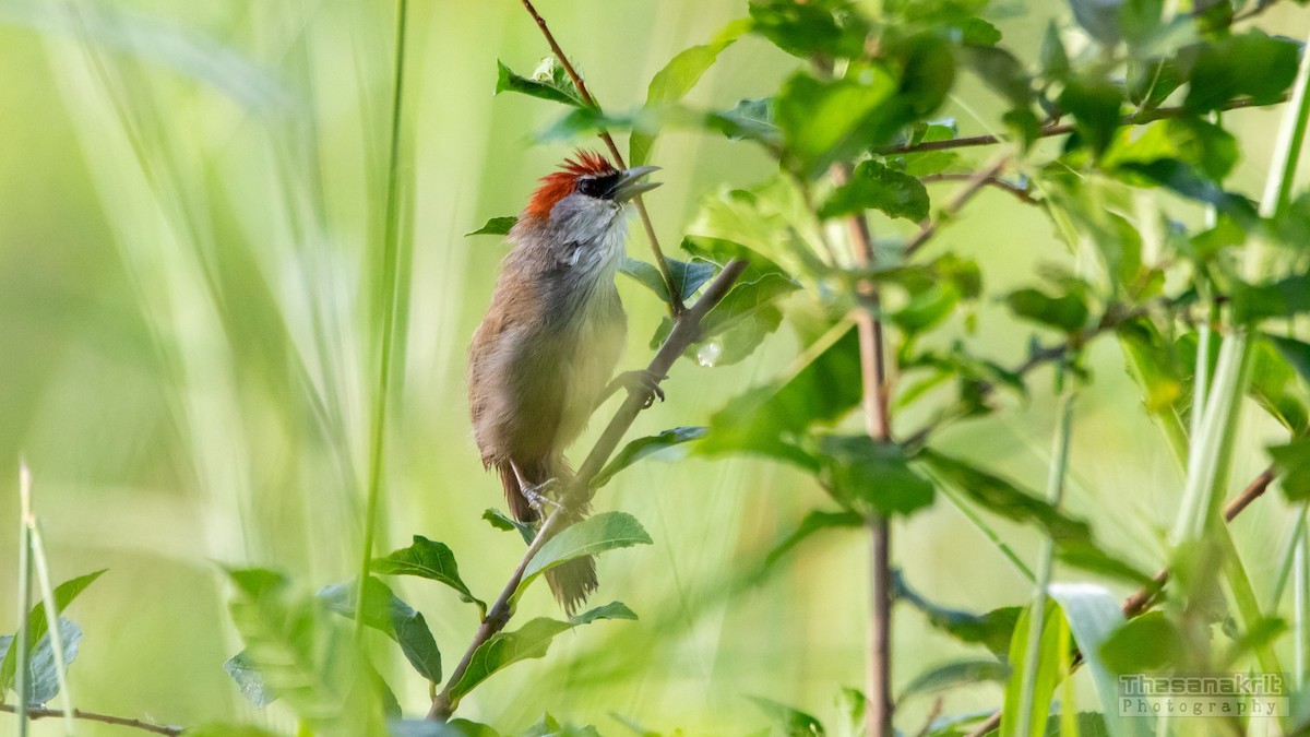 Chestnut-capped Babbler - ML643008732