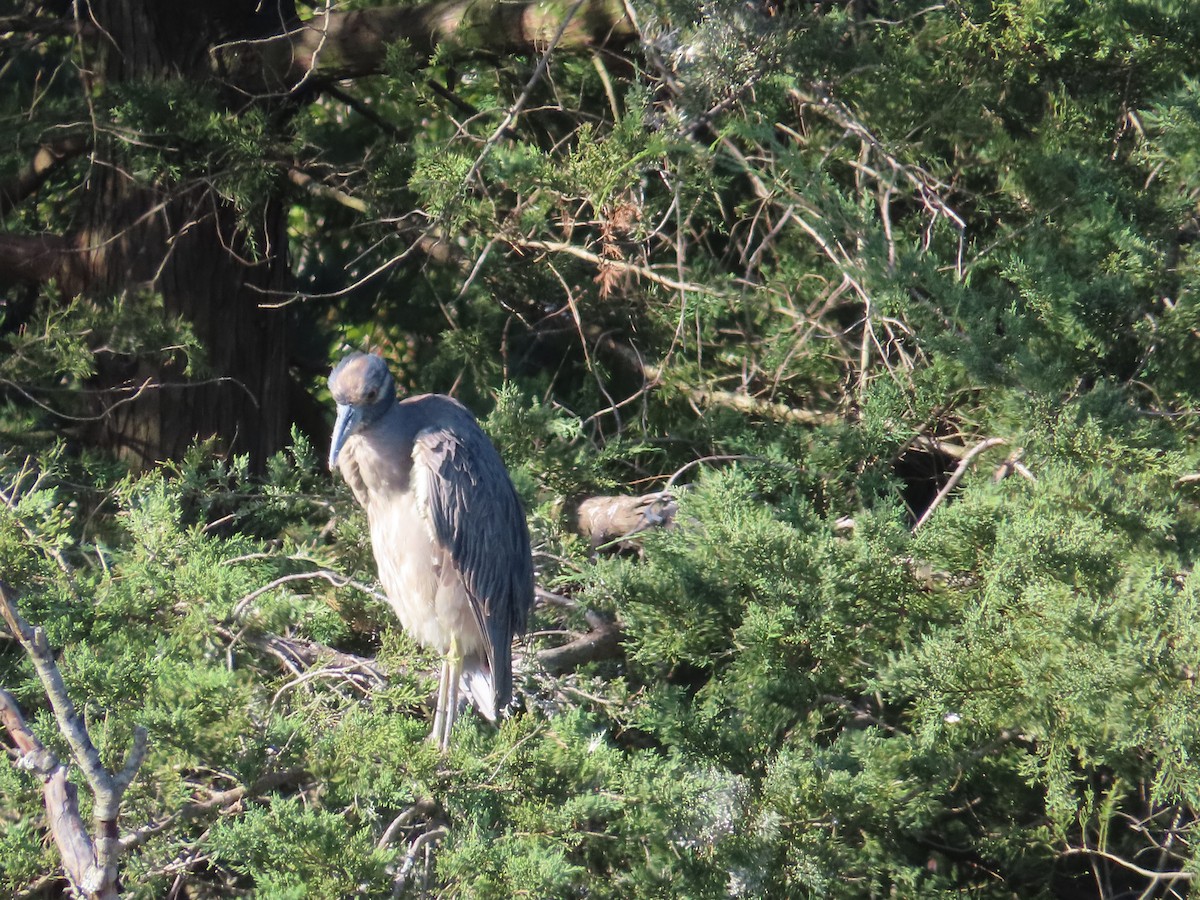 Yellow-crowned Night Heron - ML643008738