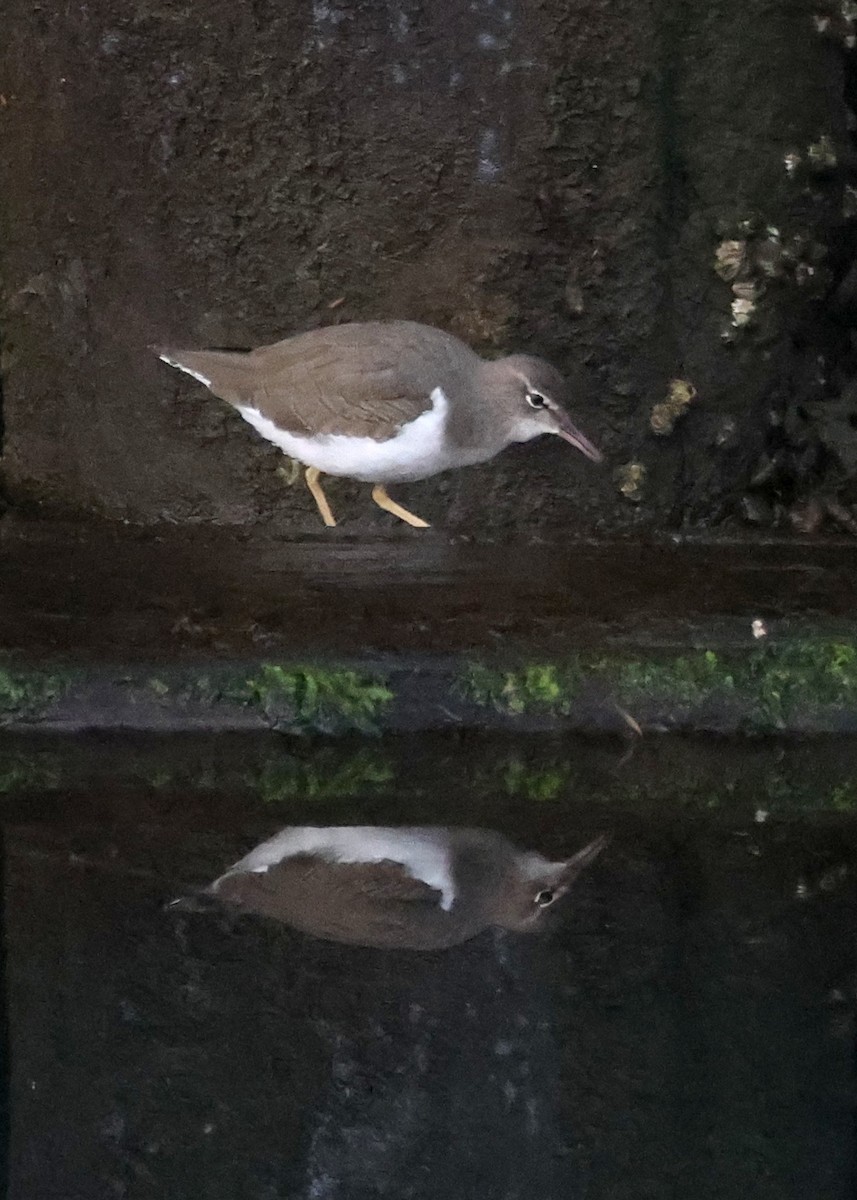 Spotted Sandpiper - ML643008739