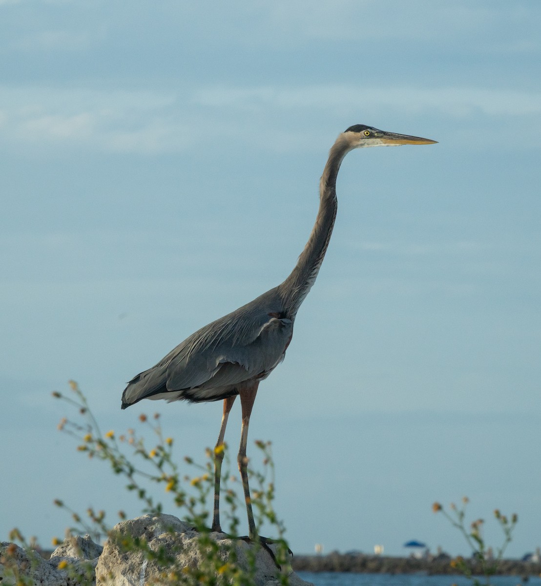 Great Blue Heron - ML643008741