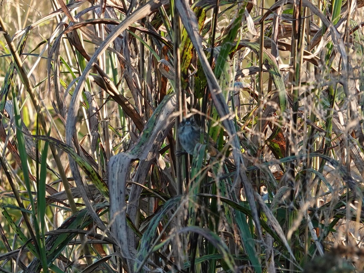 Swamp Sparrow - ML643008745