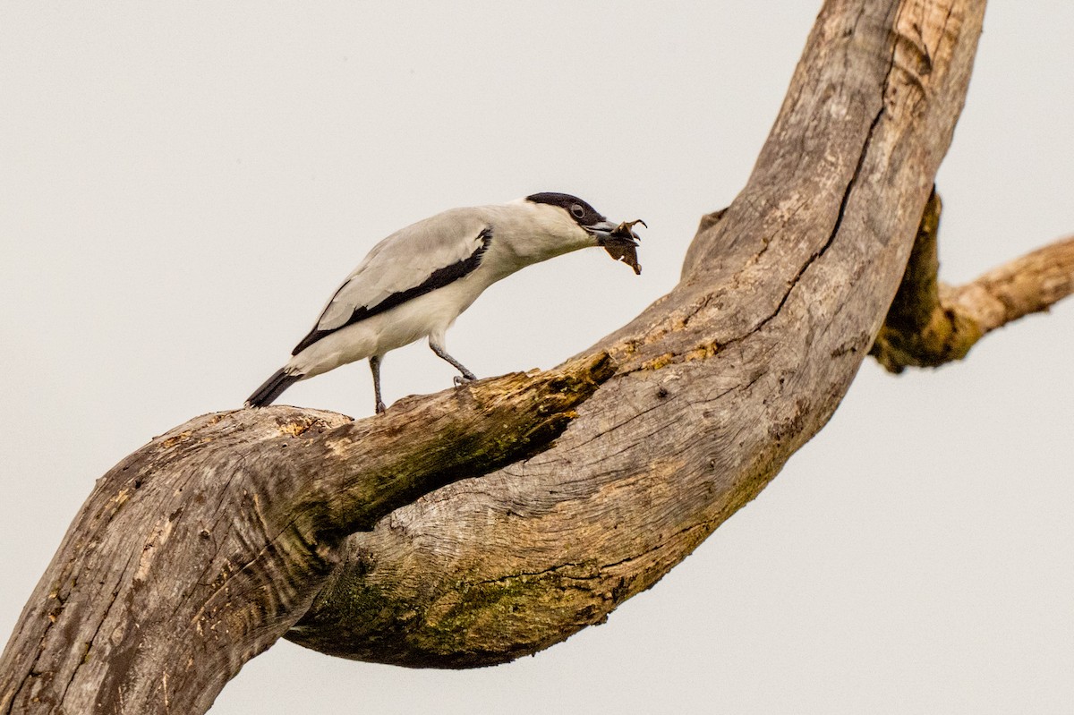 Black-crowned Tityra - ML643008748
