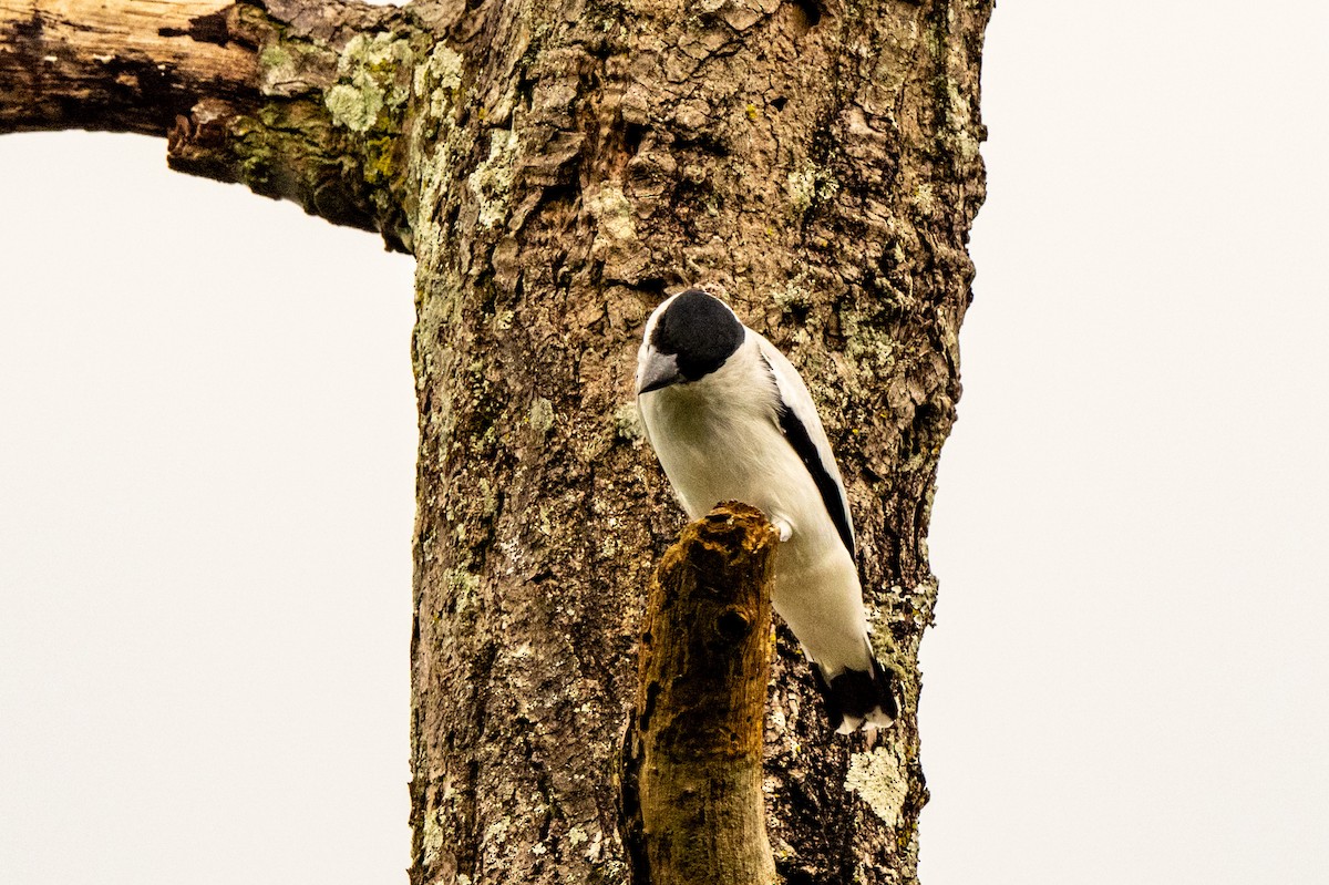 Black-crowned Tityra - ML643008749
