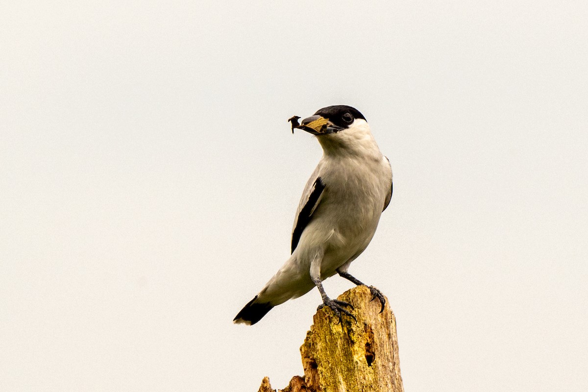 Black-crowned Tityra - ML643008750