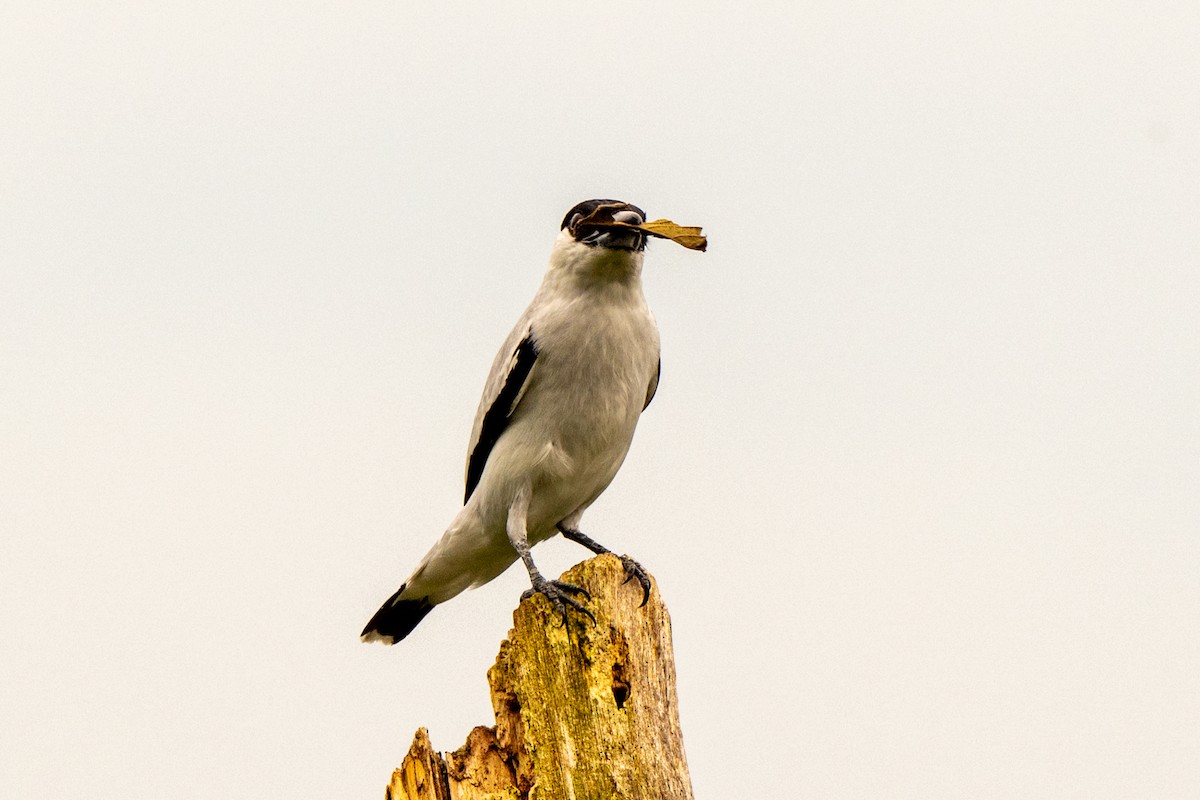 Black-crowned Tityra - ML643008751