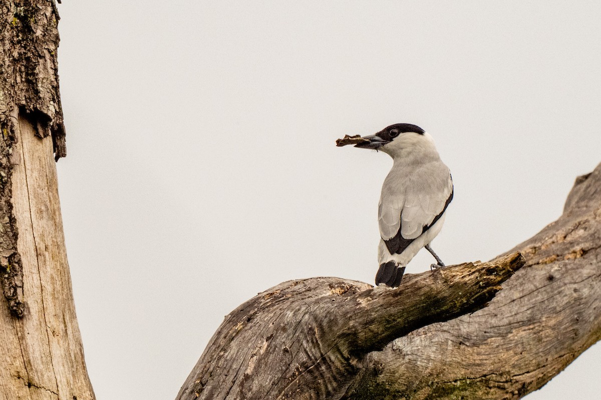 Black-crowned Tityra - ML643008752