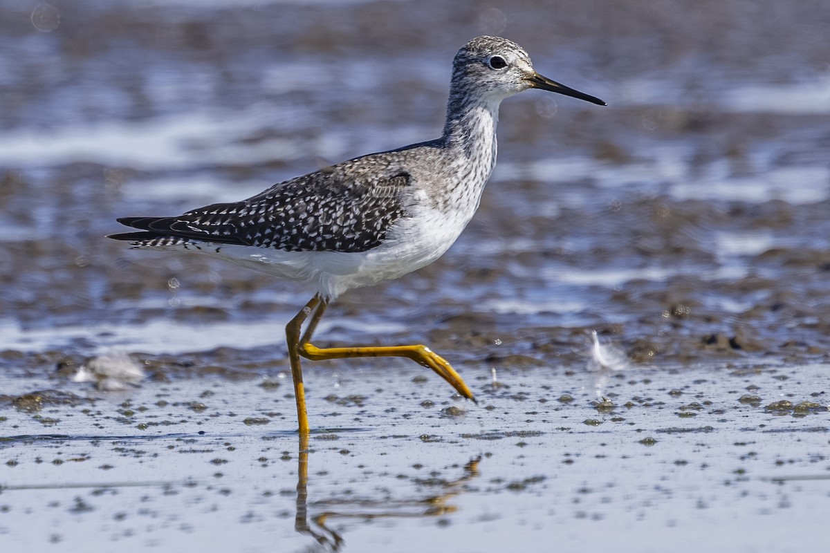 Lesser Yellowlegs - ML643008753
