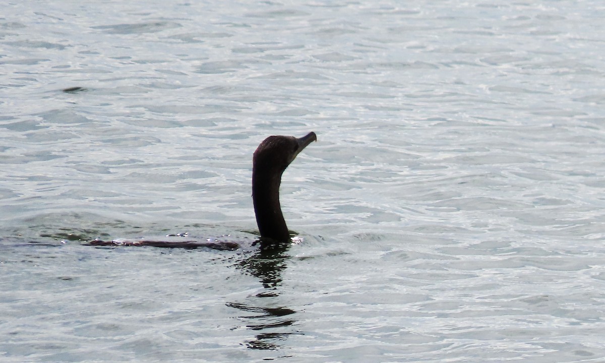 Neotropic Cormorant - ML643008767
