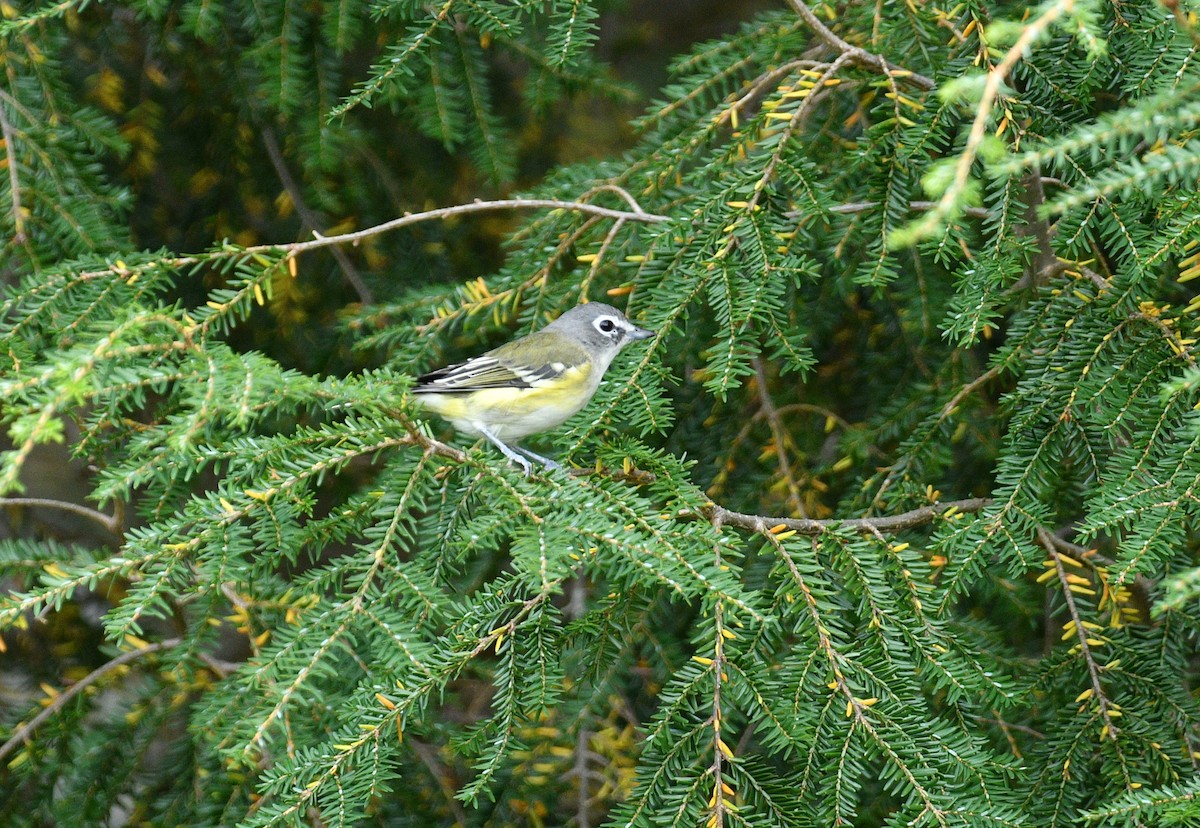 Blue-headed Vireo - ML643008772