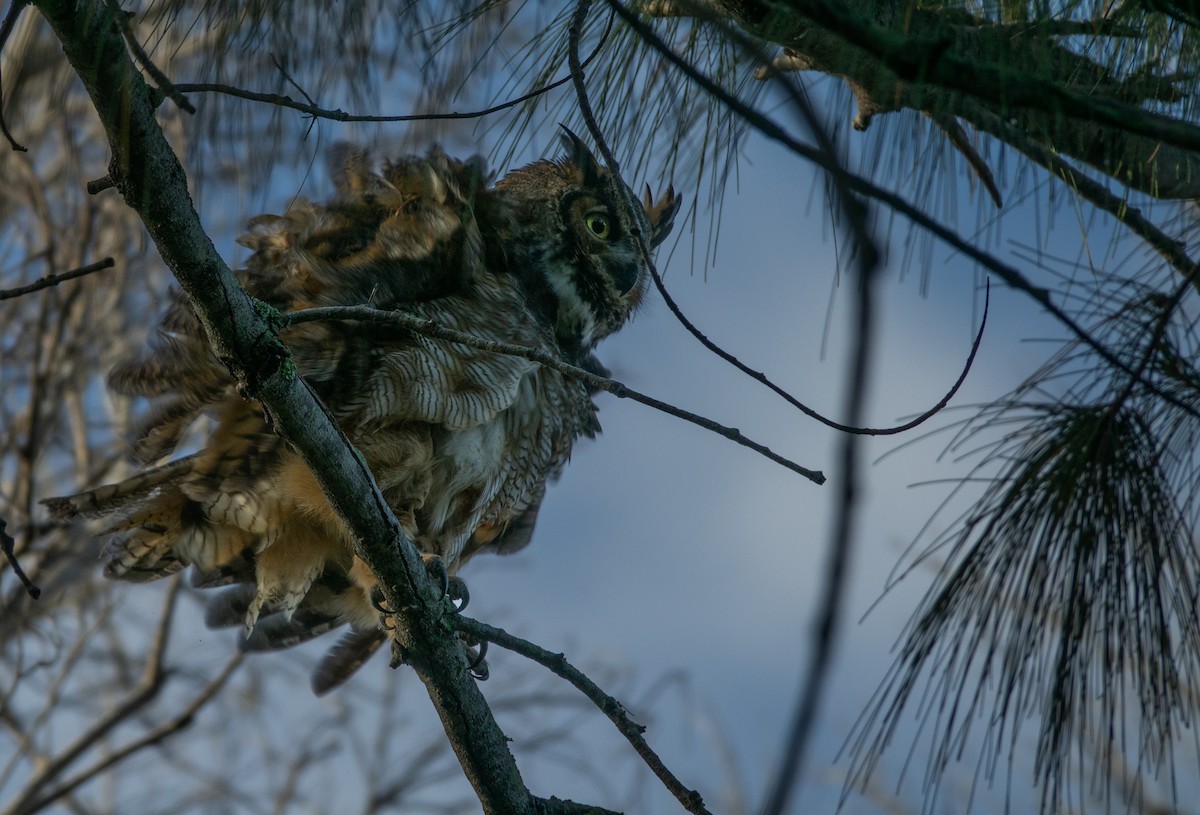 Great Horned Owl - ML643008782
