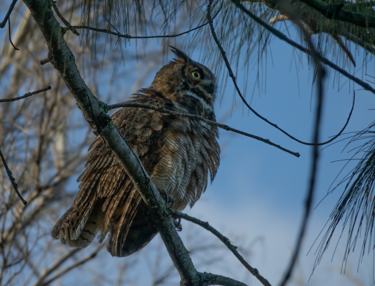 Great Horned Owl - ML643008783