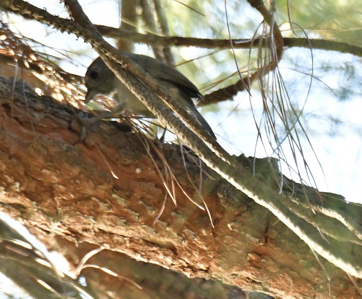 Oak Titmouse - ML643008784