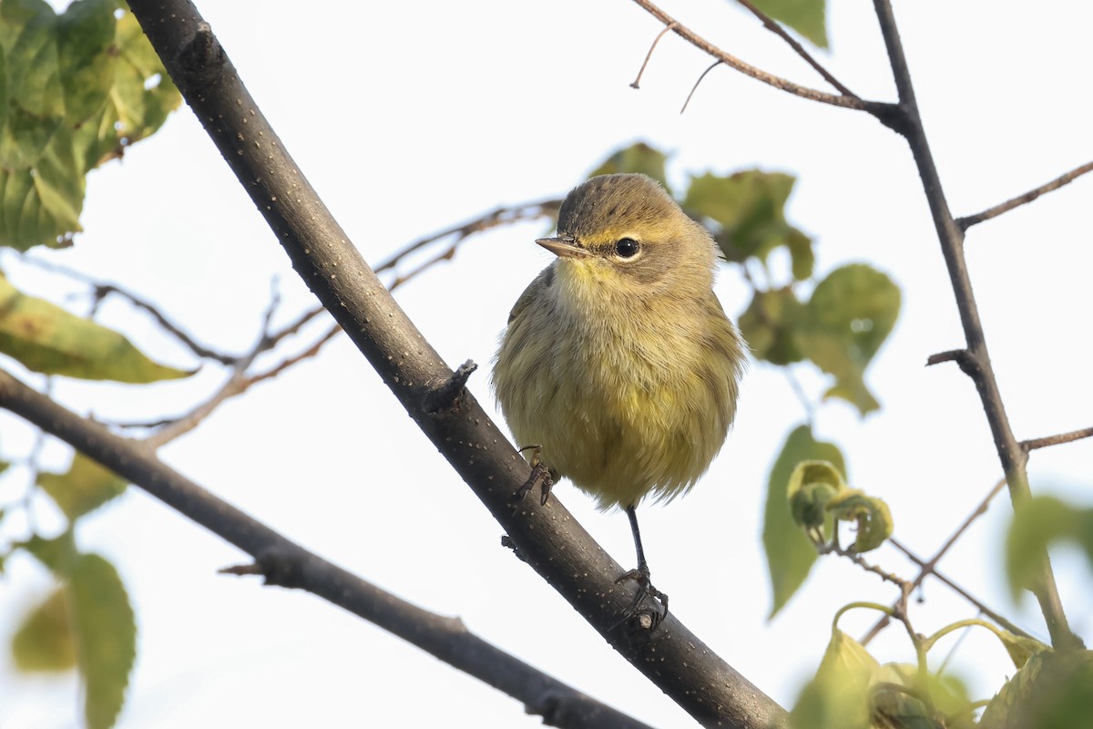 Palm Warbler - ML643008787