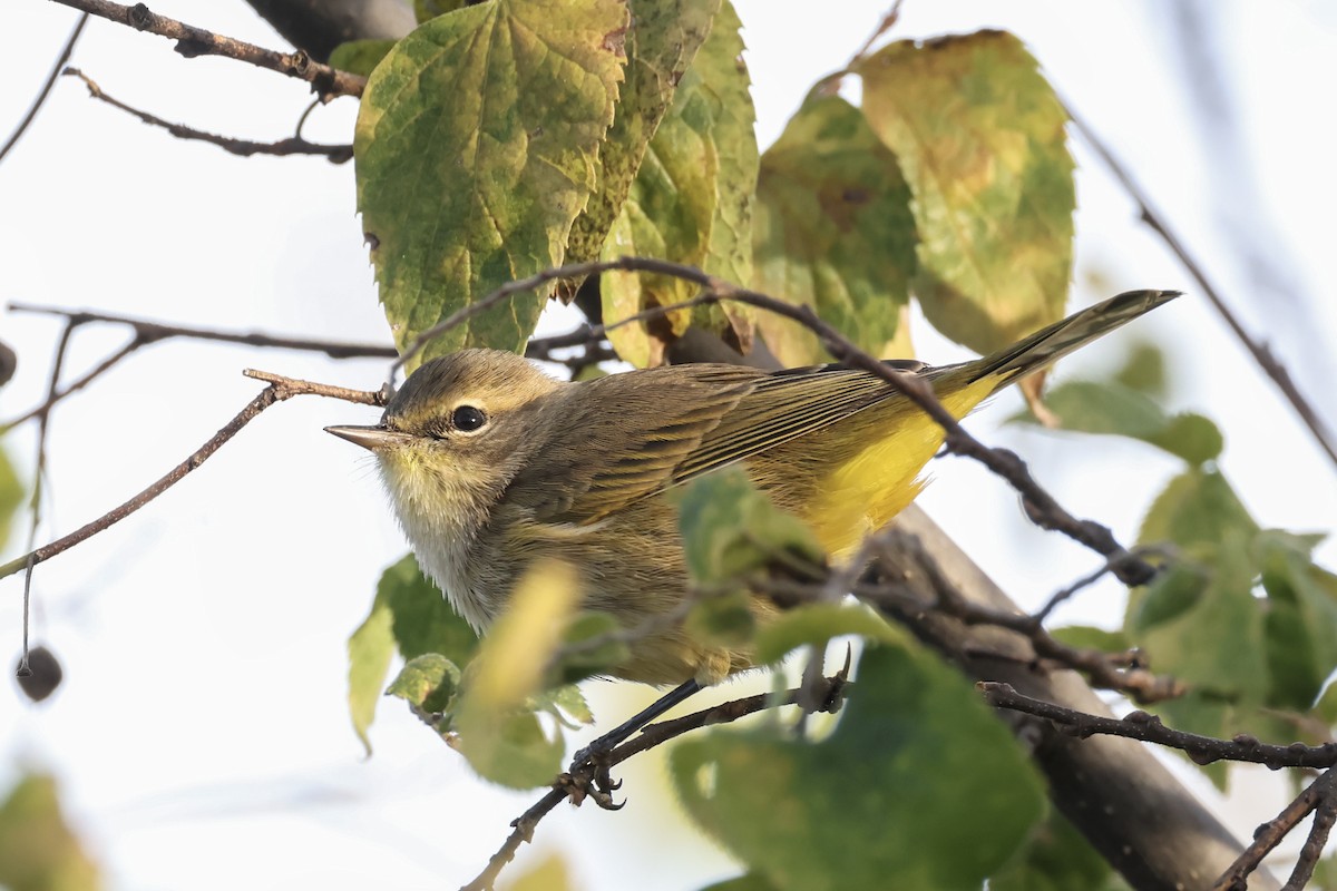 Palm Warbler - ML643008788