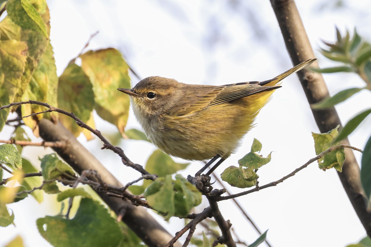 Palm Warbler - ML643008790