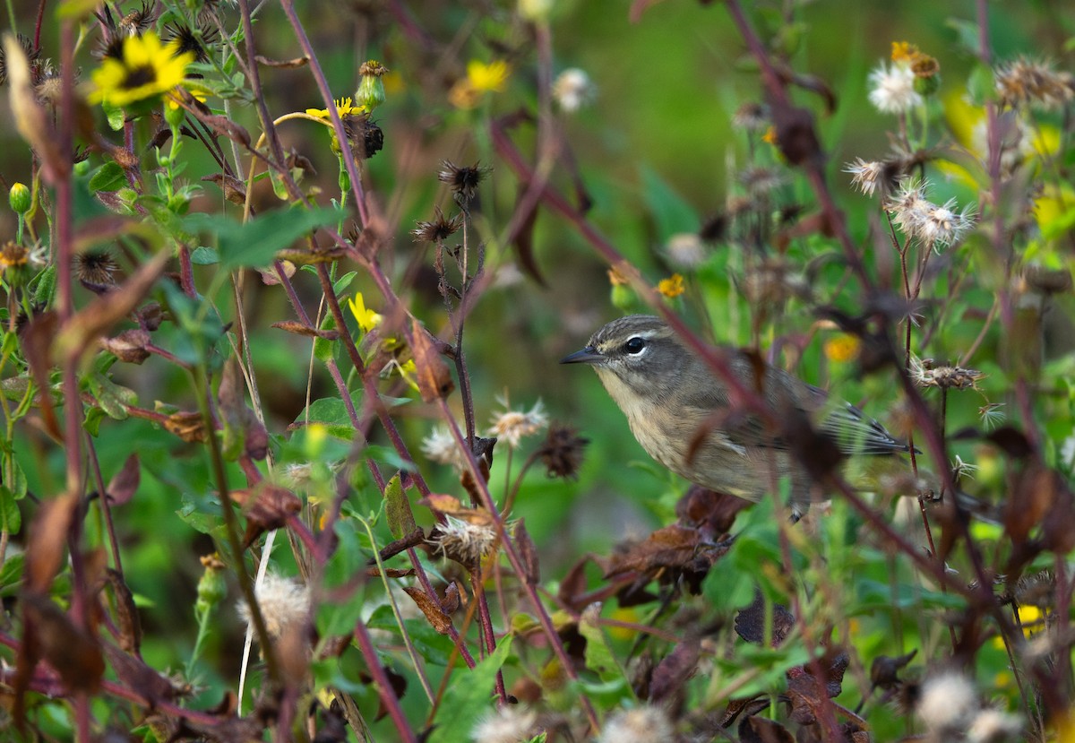 Palm Warbler - ML643008799