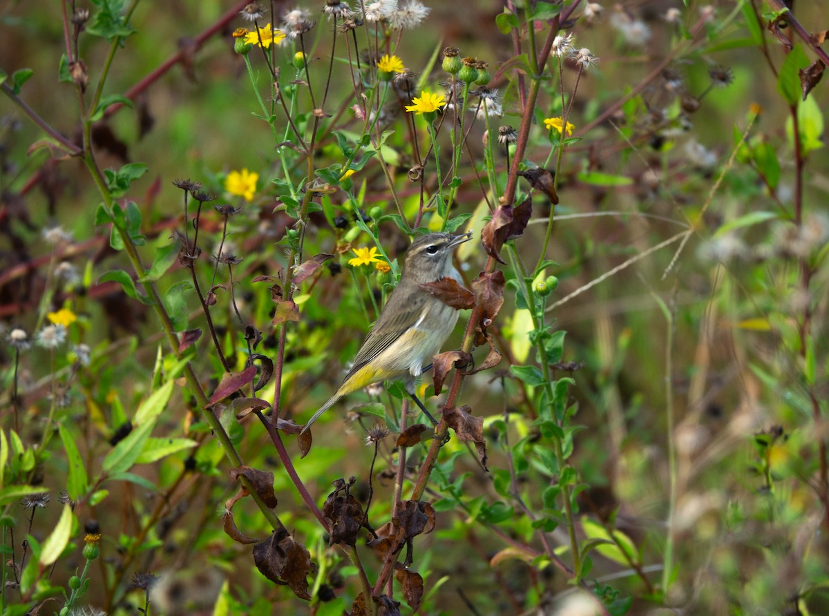 Palm Warbler - ML643008800