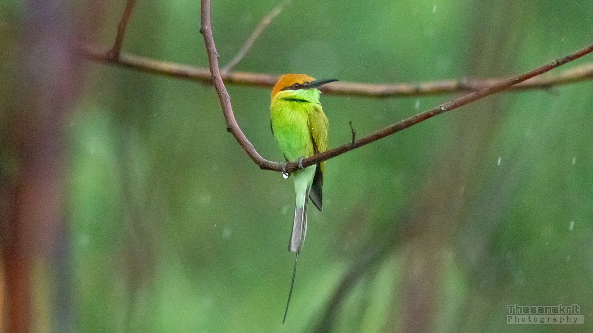 Asian Green Bee-eater - ML643008803