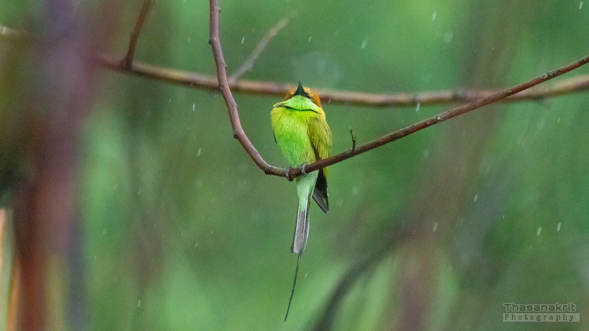 Asian Green Bee-eater - ML643008804