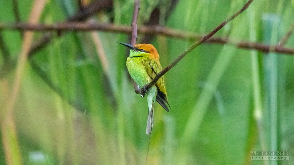Asian Green Bee-eater - ML643008805